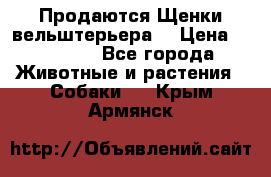 Продаются Щенки вельштерьера  › Цена ­ 27 000 - Все города Животные и растения » Собаки   . Крым,Армянск